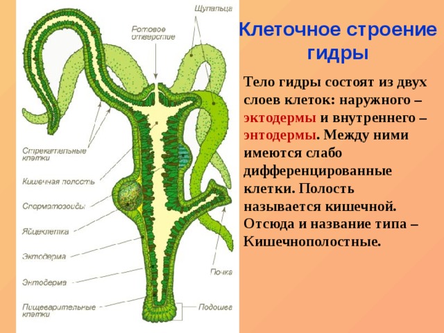 Как найти официальный сайт кракен